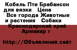 Кобель Пти Брабансон для вязки › Цена ­ 30 000 - Все города Животные и растения » Собаки   . Краснодарский край,Армавир г.